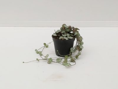 Ceropegia woodii 'Silver Glory'