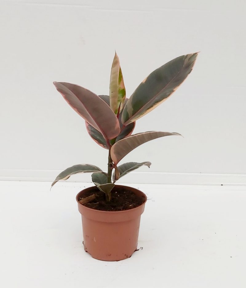 Ficus elastica 'Belize'