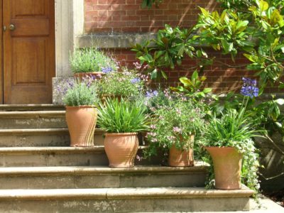 Plantes d'extérieur : pour le jardin et la terrasse !