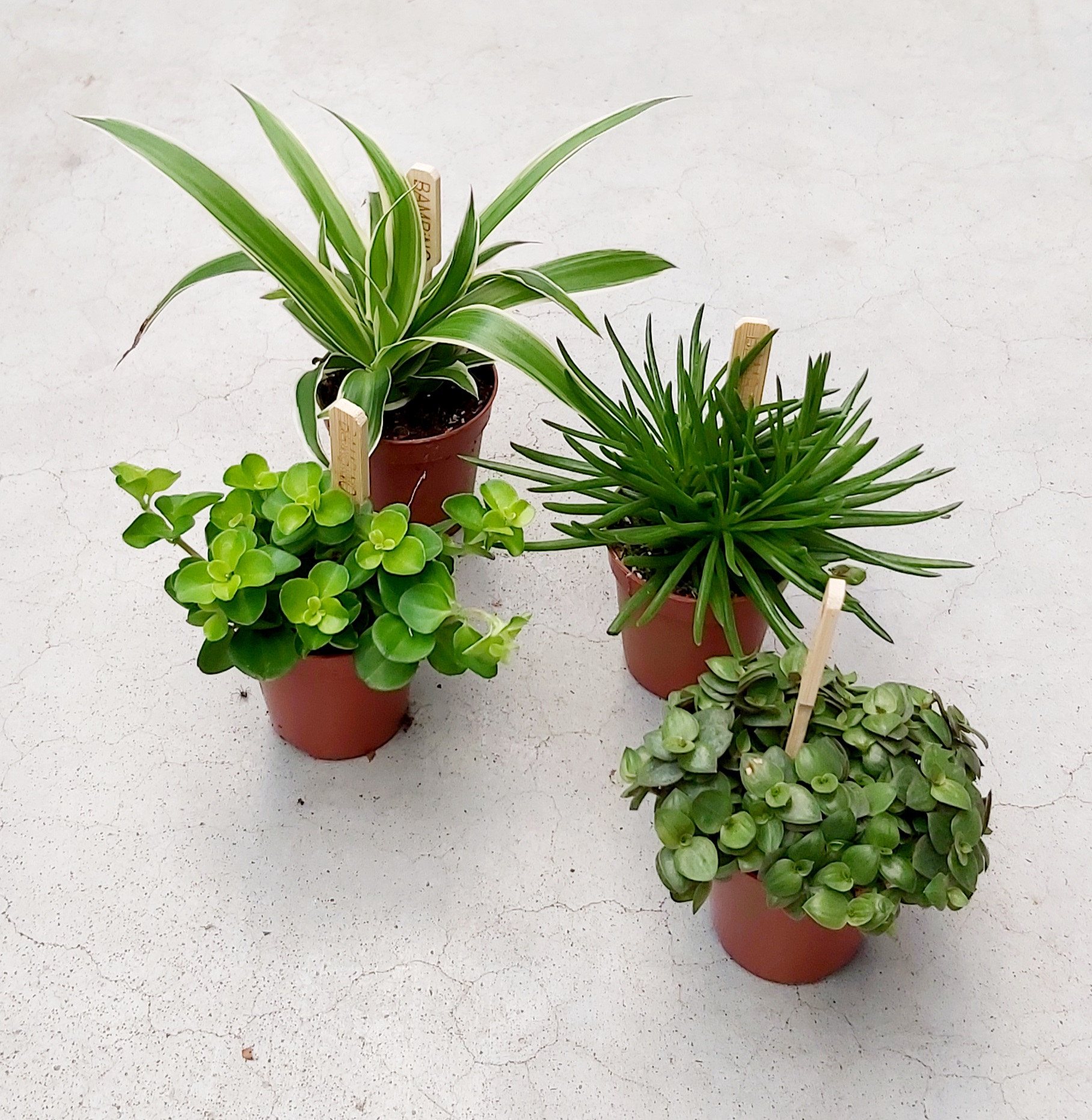 4 Mini plantes