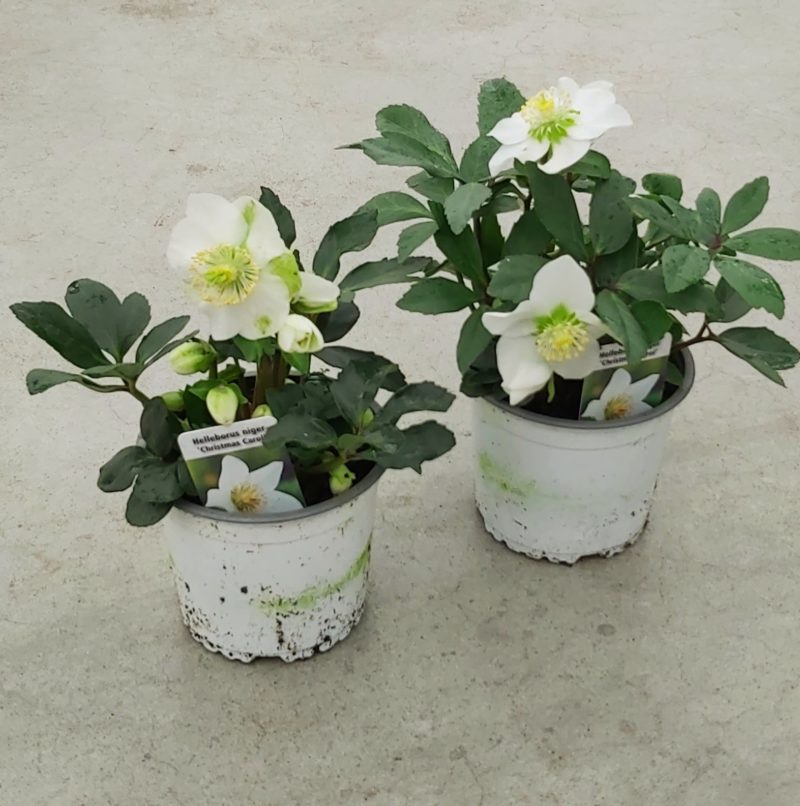 2 Hellébores blanches