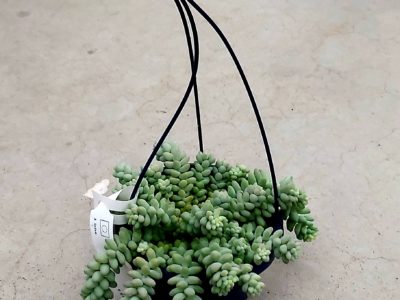 Sedum burrito