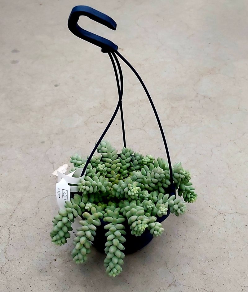 Sedum burrito
