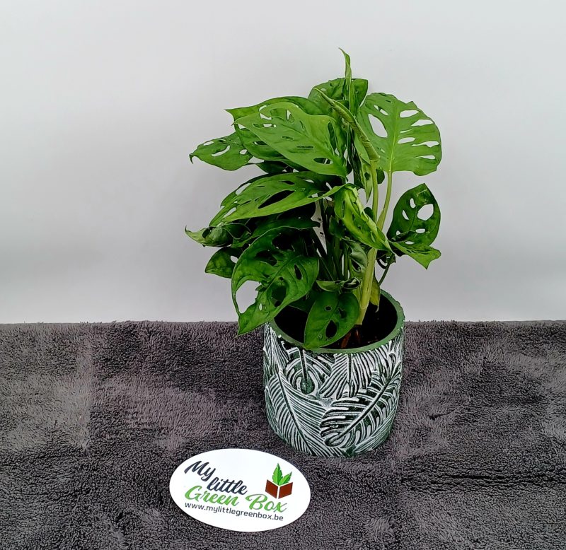 Pot 12cm feuilles Monstera