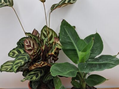 PROMO 3 Plantes