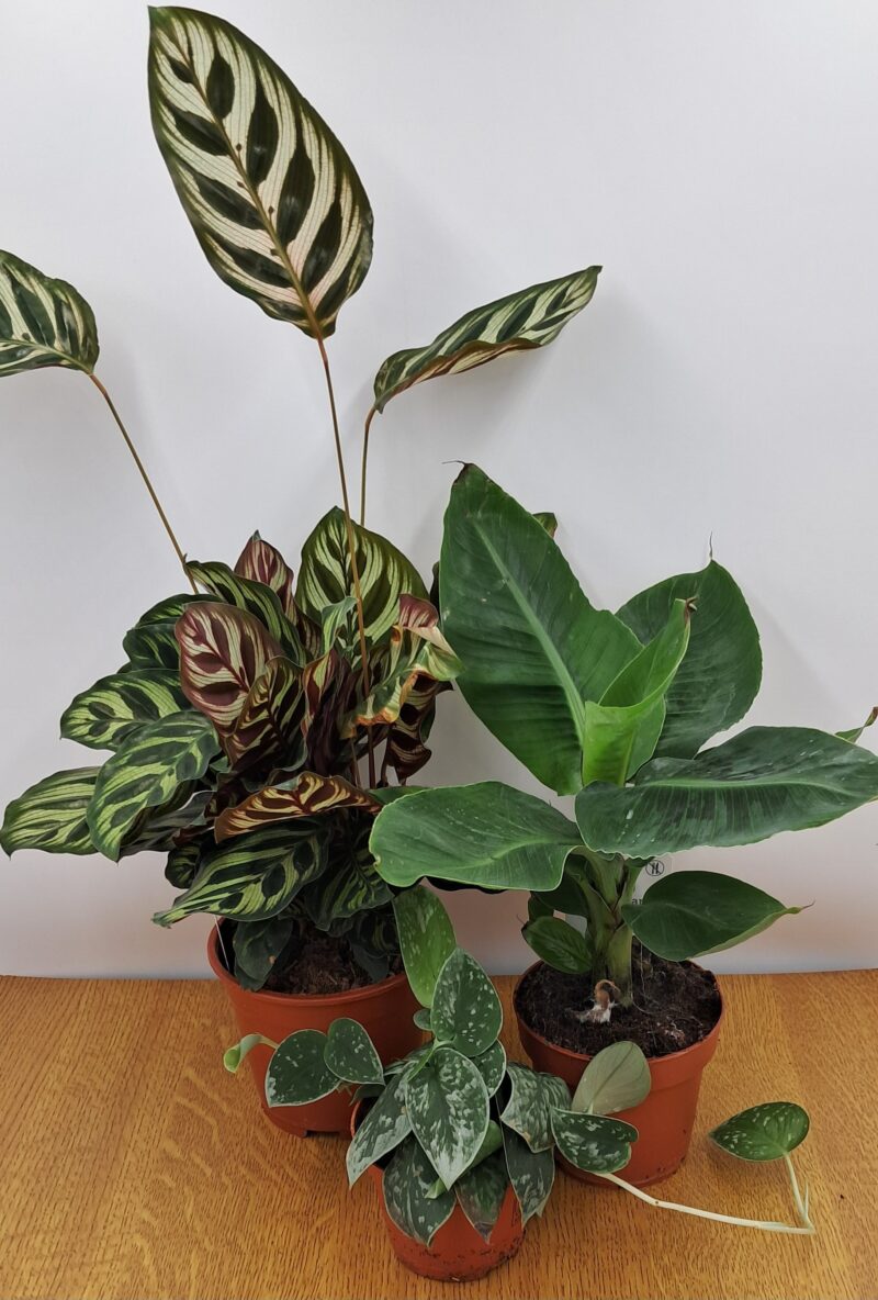 PROMO 3 Plantes