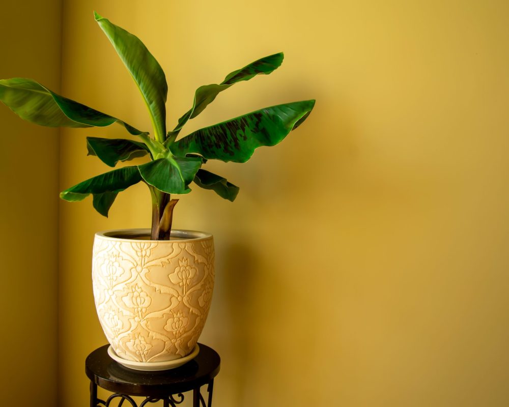 Banana,Musa,Plant,In,Pot.,Exotic,Plant,At,Home.,Closeup